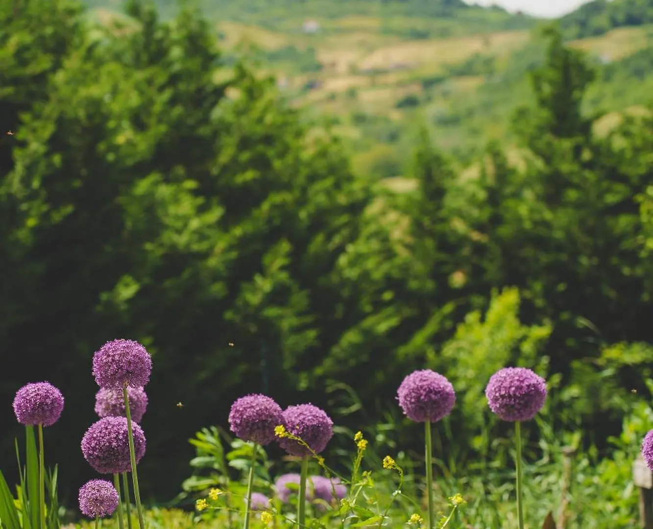 B&B La Rasora Fornovo di Taro Bed & Breakfast